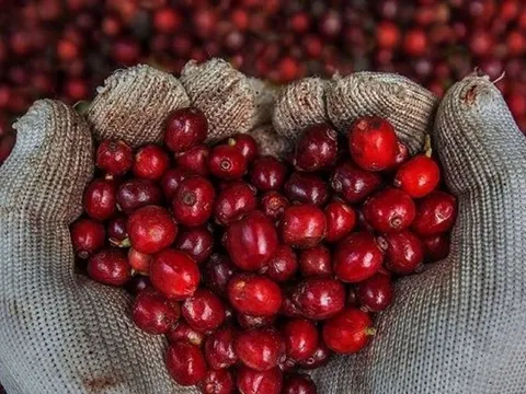 Giá nông sản ngày 11/9/2025: Cà phê quay đầu giảm nhẹ, hồ tiêu đi ngang