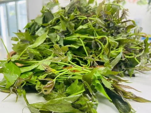 Đặc sản miền Bắc: Loại rau mọc dại thành 'nhân sâm rừng', trồng một lần ăn cả năm