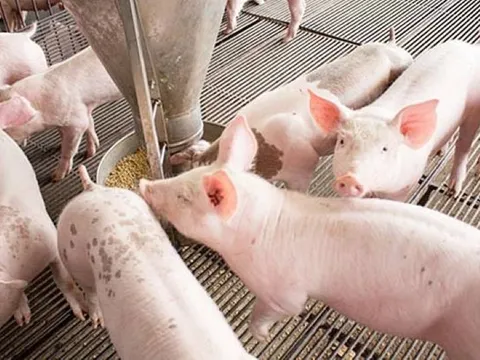 Giá heo hơi ngày 12/9/2025: Miền Trung và miền Nam tăng trở lại