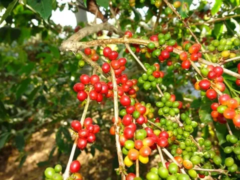 Giá nông sản ngày 12/9/2025: Cà phê tăng vọt, hồ tiêu quay đầu giảm