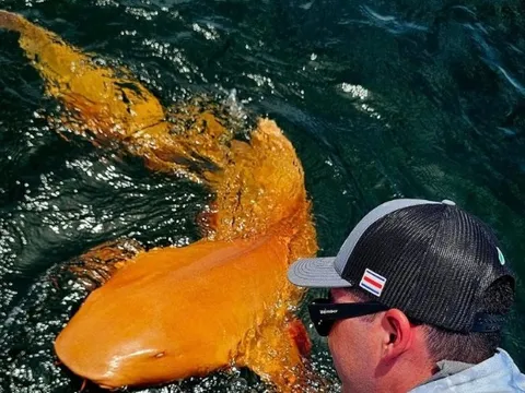 Lần đầu tiên trong lịch sử phát hiện cá mập màu vàng cam rực rỡ