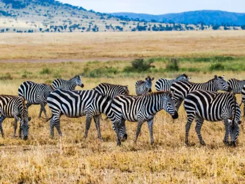 Giải mã bí ẩn hàng trăm năm: Vì sao ngựa vằn sở hữu bộ lông sọc?