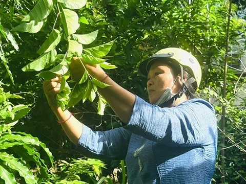 Đặc sản miền Tây: Cây dại mọc ven rào, giá hơn 65.000 đồng/kg