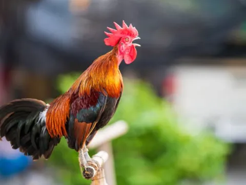 Vì sao gà trống luôn gáy đúng giờ vào mỗi buổi sáng?