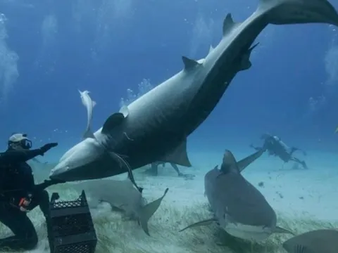 Giải mã hiện tượng cá mập ‘hóa đá’ khi bị lật ngửa bụng