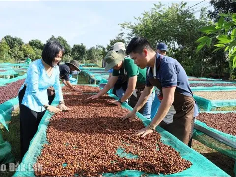 Ngành hàng cà phê Đắk Lắk: Bài toán 'khát' nhân lực chất lượng cao