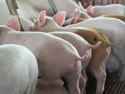 Giá heo hơi ngày 17/9/2025: Đà giảm tiếp diễn trên cả nước