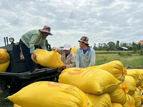Cà Mau: Lúa lại 'được mùa rớt giá'