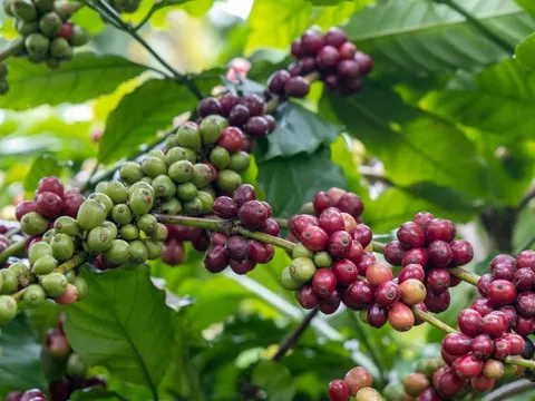 Giá nông sản ngày 19/9/2025: Cà phê lao dốc, hồ tiêu đứng giá