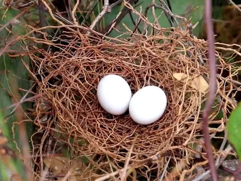 Giải mã bí ẩn: Vì sao hầu hết tổ chim đều hướng lên trời?