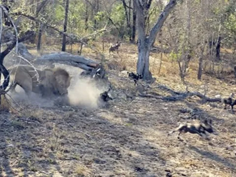 Sư tử bất ngờ tập kích ổ chó rừng, cảnh tượng khiến người xem ám ảnh