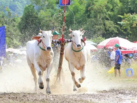 Đua bò Bảy Núi: Nâng tầm thương hiệu văn hóa - du lịch An Giang