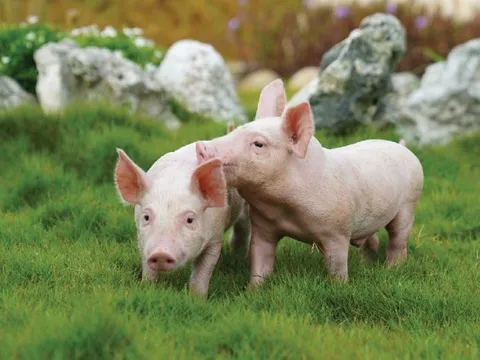 Giá heo hơi ngày 21/9/2025: Miền Bắc giảm sâu