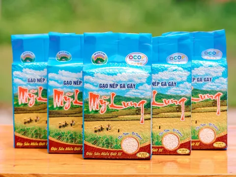 Phú Thọ xây dựng chỉ dẫn địa lý cho sản phẩm gạo nếp Gà Gáy Mỹ Lung