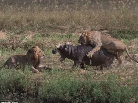 Hà mã non liều mình chống lại bầy sư tử đói và cái kết