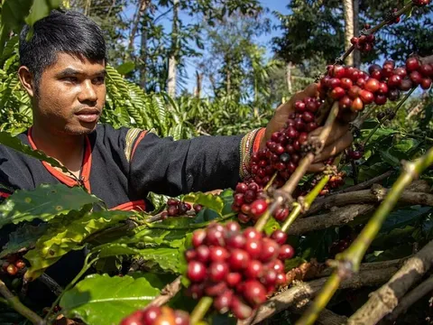 Giá nông sản ngày 22/9/2025: Cà phê và hồ tiêu không biến động