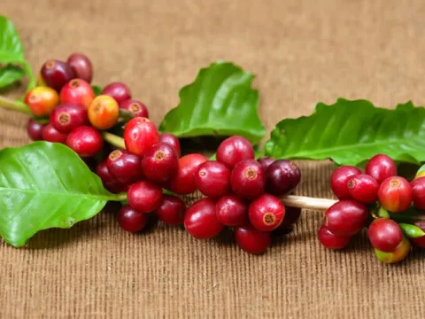 Giá nông sản ngày 23/9/2025: Cà phê tăng nhẹ, hồ tiêu duy trì ổn định