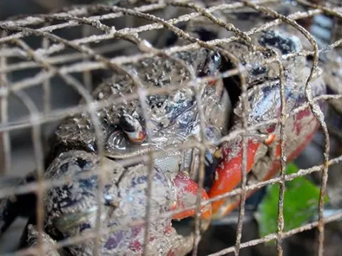 Từng bị 'ngó lơ', chù ụ giờ thành món đặc sản