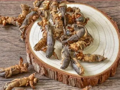 Loài ‘chó đất’ từng bị ghét bỏ, nay thành đặc sản tiền triệu được săn lùng