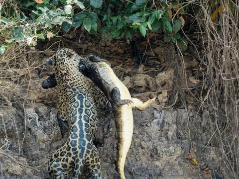 Báo đốm ‘tung đòn chớp nhoáng’, tóm gọn cá sấu trong 15 giây