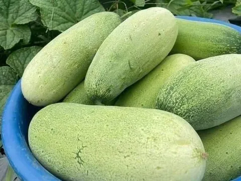 Loại quả từng bị lãng quên nay 'lên ngôi' đặc sản, giá bán 40.000 đồng/kg khiến dân thành phố săn lùng