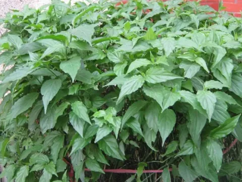 Cây dại từng bị lãng quên, nay thành đặc sản có giá lên tới 100.000 đồng/kg