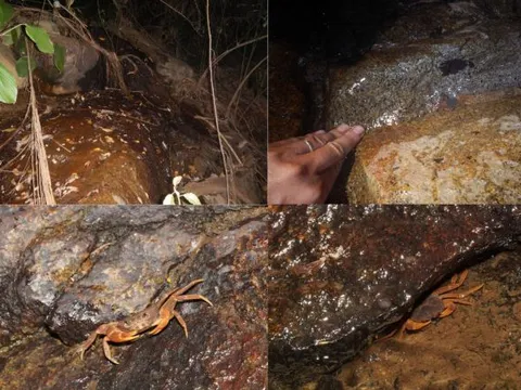 Phát hiện giống cua nước ngọt hoàn toàn mới trên núi Bà Đen 