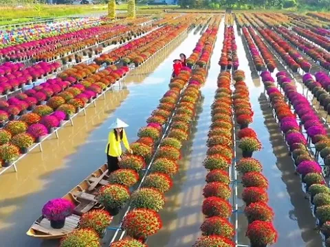 'Thủ phủ hoa' Sa Đéc vào vụ