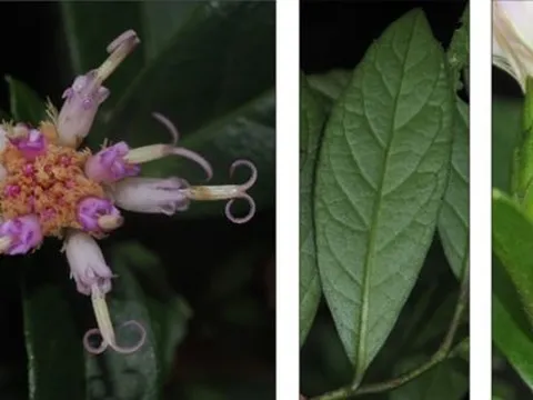 Phát hiện ‘kho báu’ mới trên núi ở Phong Nha - Kẻ Bàng