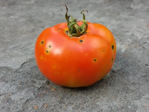 5 dấu hiệu 'tố cáo' cà chua dùng nhiều thuốc trừ sâu