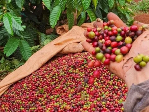 Giá nông sản ngày 2/10/2025: Cà phê nhích nhẹ, hồ tiêu tiếp tục đi xuống