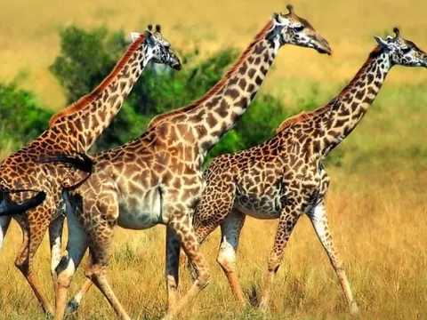 Tại sao con người không có mùa sinh sản như động vật?