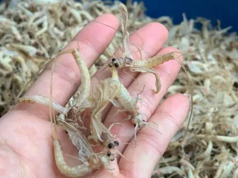 Đặc sản 'trời ban' ven sông Hồng giá nửa triệu một ký - thực khách Hà Nội khen ngon hơn cả tôm cua