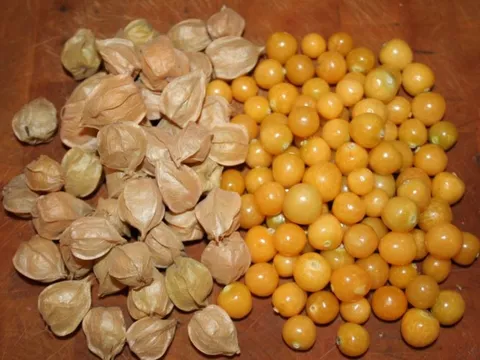 Loại quả dại ở Việt Nam bị 'ngó lơ' nhưng ra nước ngoài lại gây sốt với giá 700.000 đồng/kg