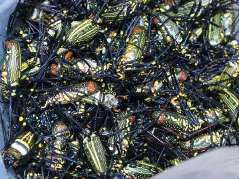 Nghệ An: Loại côn trùng từng gây sợ hãi, nay thành đặc sản lạ, giá 250.000 đồng/kg