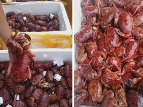 Đặc sản Quảng Ninh có tên kỳ cục, bán gần 200.000 đồng/kg