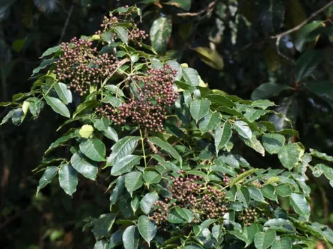 Từ lá mọc hoang đến đặc sản giá 100.000 đồng/kg - hương vị lạ khiến dân thành phố mê mẩn