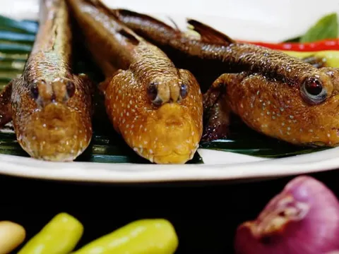 Đặc sản miền Tây: Loài cá biết leo cây, bò trên bùn mà nướng muối ớt lại ngon mê ly