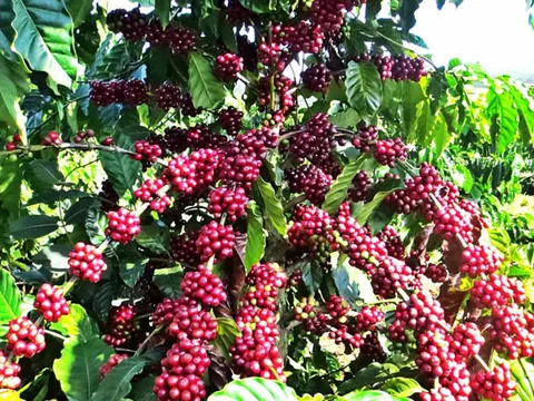 Kinh tế Đắk Lắk tăng trưởng 6,9% trong 9 tháng đầu năm 2025