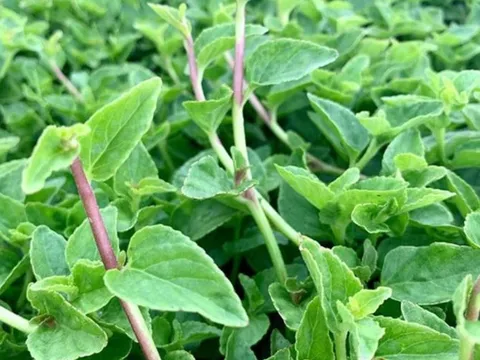 Rau lỗ bình: Từ 'cỏ dại' bị nhổ bỏ đến 'đặc sản trời ban'