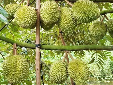 Đắk Lắk: Xã Quảng Phú xây dựng 8 mã vùng trồng sầu riêng xuất khẩu, hướng đến thị trường quốc tế