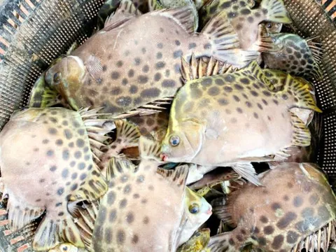 Món cá tên xấu xí, xưa ít người biết, nay thành đặc sản thượng hạng giá 250.000 đồng/kg