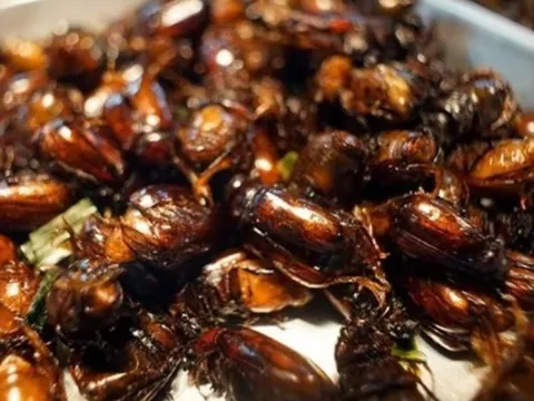 Từ 'kẻ thù' của nhà nông hóa thành đặc sản ẩm thực được săn đón giá 300.000/kg