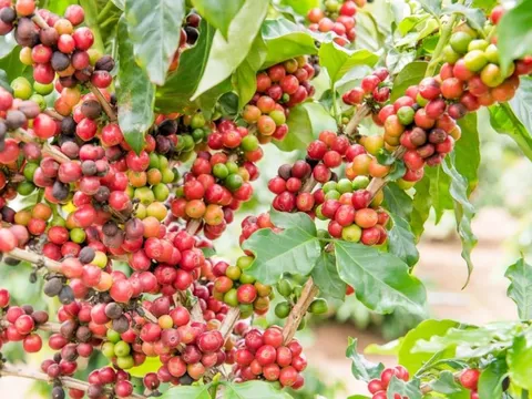 Giá nông sản ngày 9/10/2025: Hồ tiêu nhích nhẹ, cà phê giảm giá