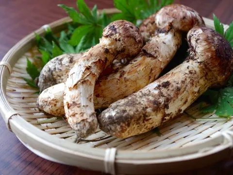 Loại 'báu vật rừng già' mọc trên đỉnh 2.500m, giá 45 triệu đồng/kg, thế giới ráo riết săn lùng