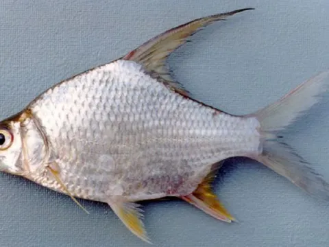 Loài cá tên nghe nhàn nhã, xưa bị chê vì nhiều xương, nay thành đặc sản đắt giá