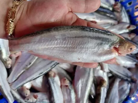 Loài cá nghe tên 'sởn gai ốc' nhưng lại là đặc sản giá cao ngất ngưởng