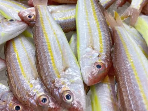 Loài cá nghe tên tưởng 'phèn', ăn vào lại 'nghiền' vì giàu dinh dưỡng