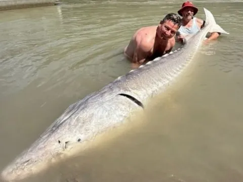 Cần thủ bắt được ‘bóng ma sông Fraser’ nặng 317kg, ước tính đã 140 tuổi