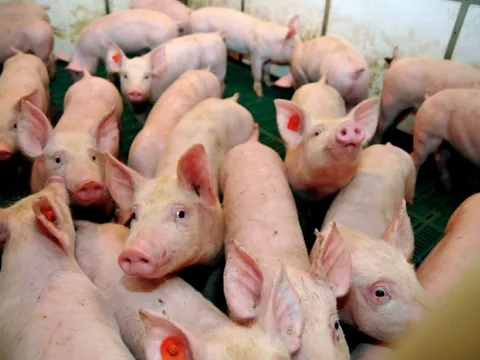 Giá heo hơi ngày 13/10/2025: Ổn định trên toàn quốc